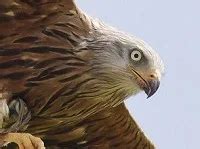 North-East Red Kite breeding report 2013 - BirdGuides