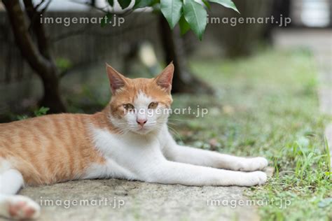 くつろぐ猫 茶トラ白の写真素材 201013882 イメージマート