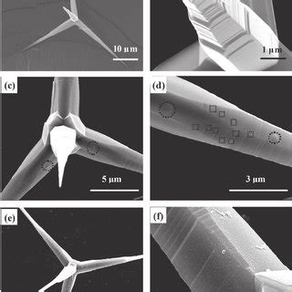 SEM Of Several T ZnO A B Untreated T ZnO C D T ZnO Under C 2