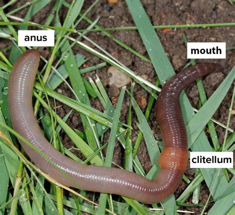 Earthworms The Good The Bad And The Bizarre Kidsgardening