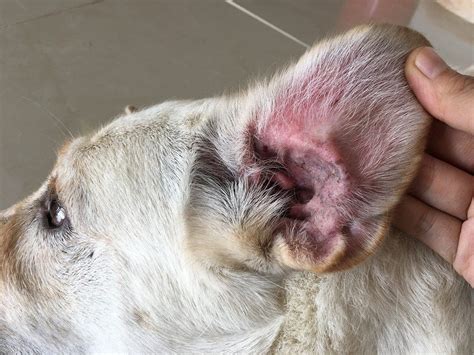 Puedo Usar Polisporina En El Oído De Mi Perro