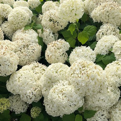 Hydrangea Arborescens Annabelle At Loder Plants RH13