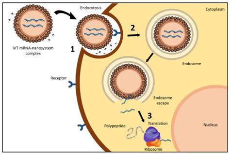 Pharmaceutics Free Full Text Lipid Nanoparticles As Delivery