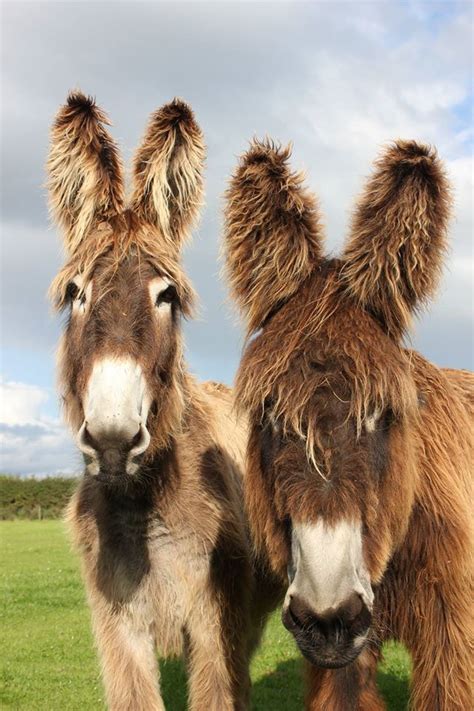 A Pair Of Beautiful Donks Cute Donkey Cute Animals Animals Beautiful