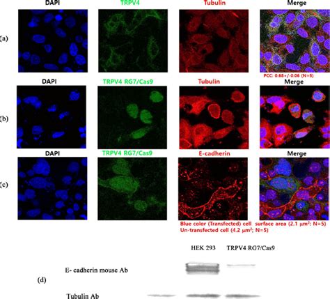 Tubulin And E Cadherin Subcellular Localization Change In HepG2 Cell By