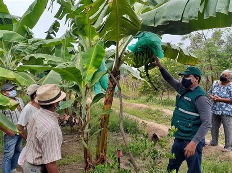 Amazonas SENASA Y Productores Integran Acciones Para Salvaguardar