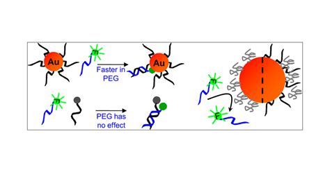 Effects Of Polyethylene Glycol On Dna Adsorption And Hybridization On