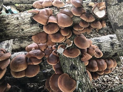 Growing And Foraging For Mushrooms Arkansas Times