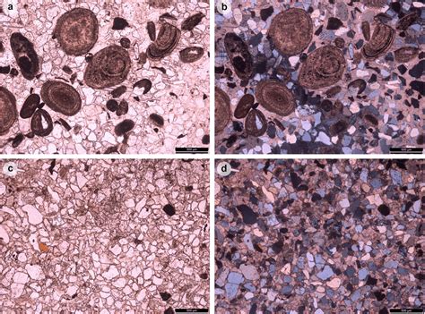 Hundreds of dinosaur footprints found in ancient Scottish lagoon have ...