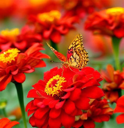 Zinnia Elegans Scarlet Flame Zinnia Scarlet Scarlet Flame