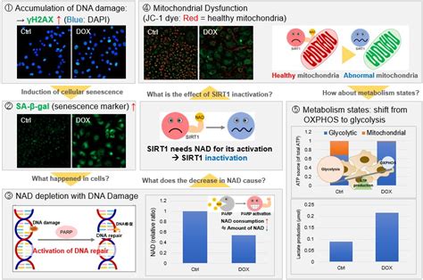 Cellular Senescence Review And Reagent Selection Guide Dojindo