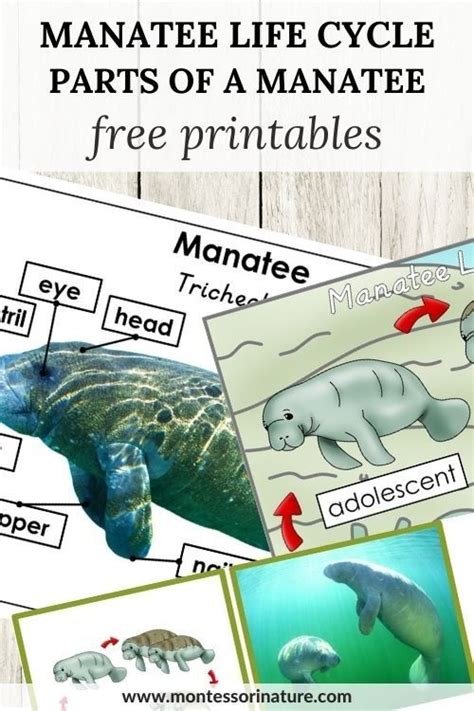 Manatee Life Cycle And Parts Of A Manatee Free Printable Montessori