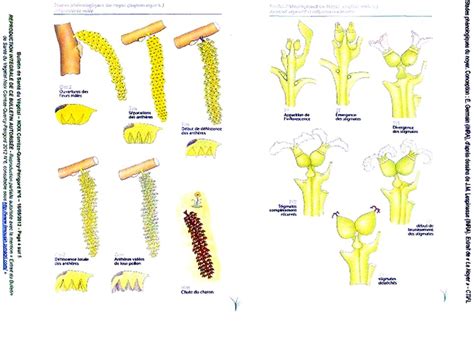 Treatments walnut | Fruitex