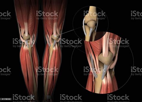 Knee Muscle Tendon And Cartilage Anatomy 照片檔及更多 前十字韌帶 照片 前十字韌帶 身體損傷