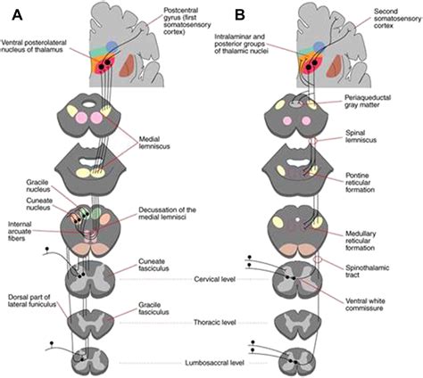 The Spinal Cord Neurologic Clinics