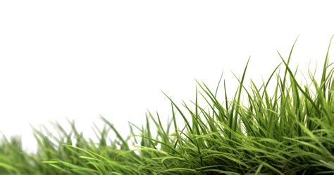 Overgrown Green Grass Generated 24190129 Png