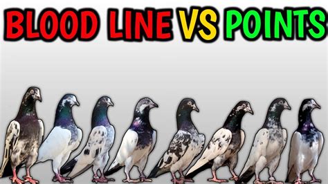 Pigeon Bloodline Vs Points YouTube