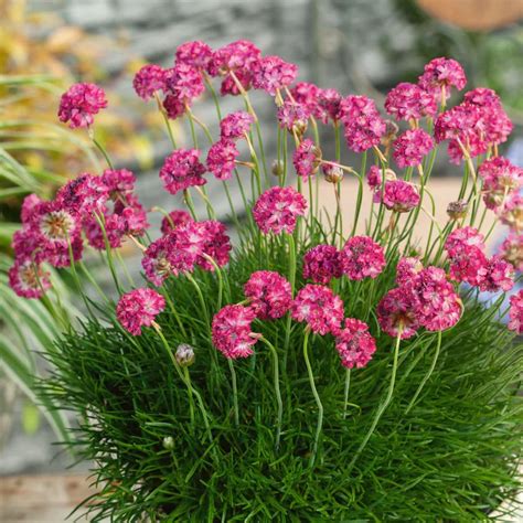 🌺 Армерия приморская Монинг Стар Дип Роуз - купить саженцы