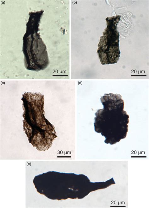 Colour Online Transmitted Light Photomicrographs Of The New