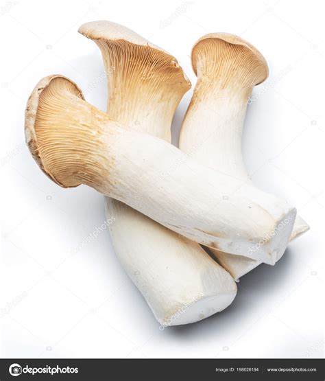 King Oyster Mushrooms White Background Stock Photo Valentyn Volkov