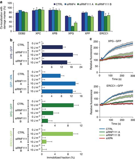 Rnf111 Is Required For Binding Of Xpg And Xpfercc1 To The Ner Complex Download Scientific