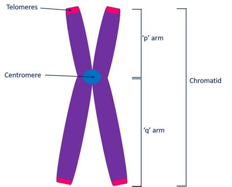 Structure Of A Chromosome Showing Two Identical Chromatids Each Made Up