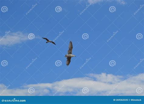 Beautiful View Of Two Birds In Flight In Blue Cloudy Sky Stock Image