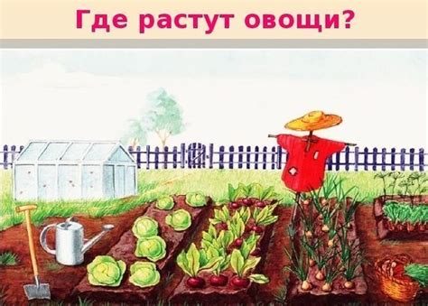 Огород в картинках для детей. Детские рисунки для срисовки.