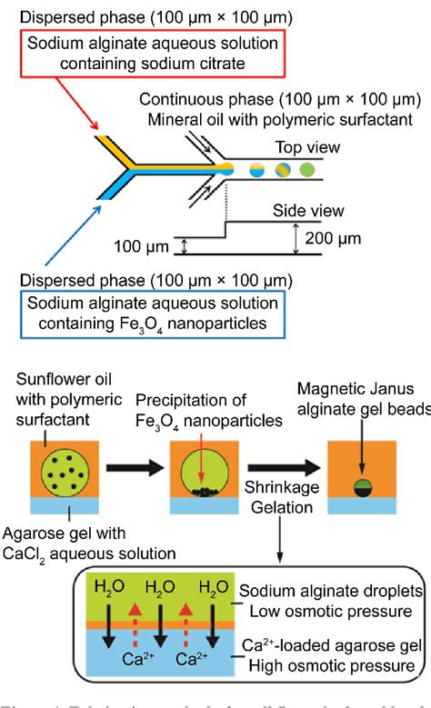 Figure From Hyper Miniaturisation Of Monodisperse Janus Hydrogel