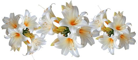 Easter Lily Border