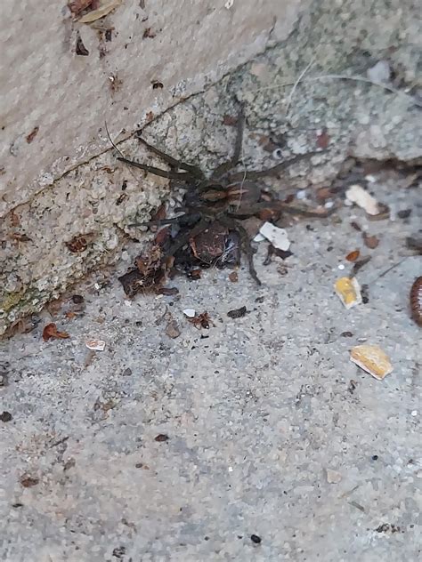 Found In Wisconsin I Think Its Just Some Kind Of House Spider But My Brother Thought It Was A