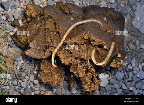 Horse Roundworms Equine Roundworms Parascaris Equorum In Horse Dung