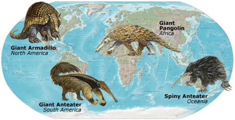 Evolution: Library: Convergent Evolution