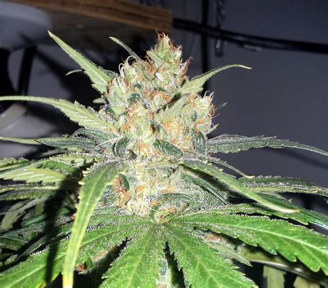 When is the Best Time to Harvest Marijuana Buds? | Grow Weed Easy