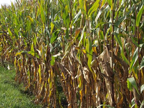 Ladang Jagung Jalan Tanah Alam Foto Gratis Di Pixabay