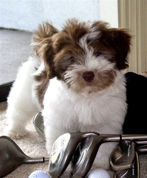 3 Top Cute White Havanese Puppies Havanese Puppies Havanese Cute