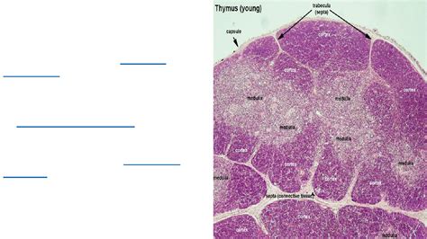 Histology Of Thymus Pdf Dr Elham Majed Muhadharaty