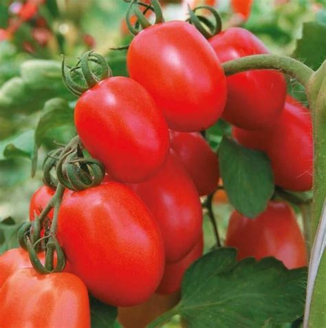 Томат Альбион: описание сорта помидоров, характеристики. Особенности ...