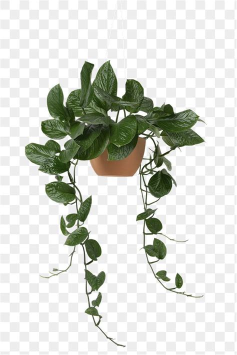 Premium Hanging Pothos Plant Mockup