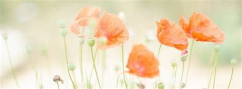 Summertime Country Facebook Covers Poppies Summer Facebook Cover