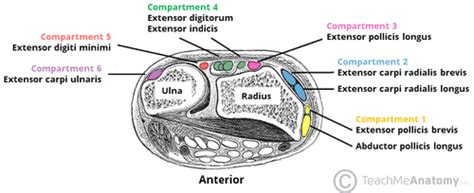 Extensor Tendon Compartments Of The Wrist Flashcards Quizlet