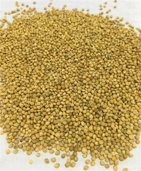 Wholesale Yellow Millet Bird Seeds For Bird Feed Buy Yellow Millet