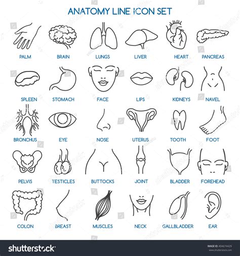 Human Body Parts Vector