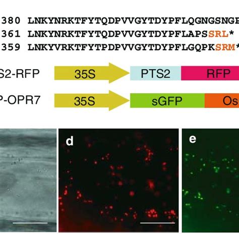 Subcellular Localisation Of OsOPR7 A Amino Acid Alignment Of The