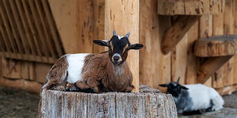 Zwergziege Säugetiere Natur und Tierpark Goldau