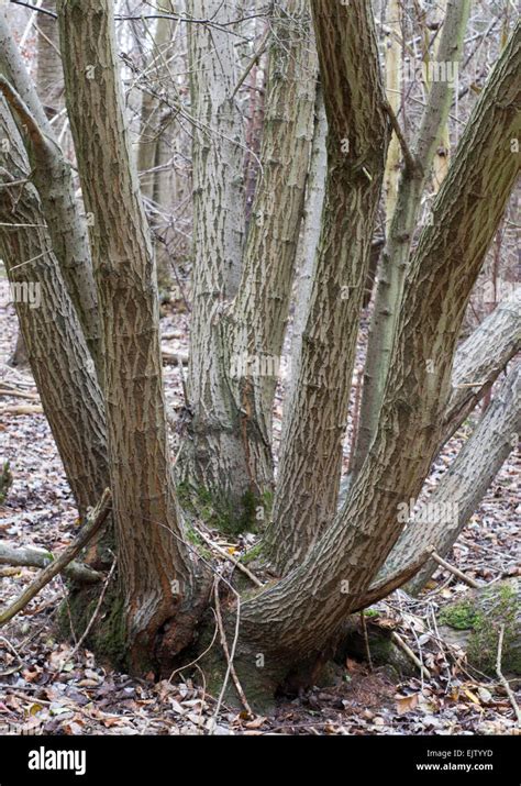 Coppiced Tree Hi Res Stock Photography And Images Alamy