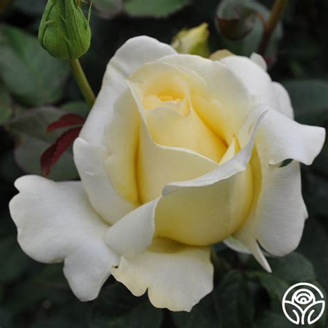 Elina Rose Hybrid Tea Very Fragrant Heirloom Roses