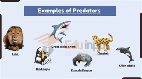 20 Examples of Predators