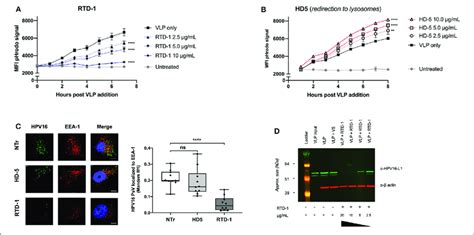 Rtd 1 Treatment Of Hpv16 Results In Significantly Reduced Uptake And