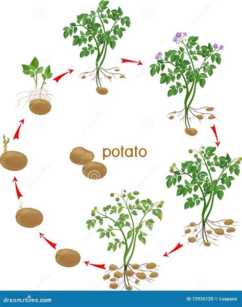 Potato plant growth cycle stock vector. Illustration of gardening ...